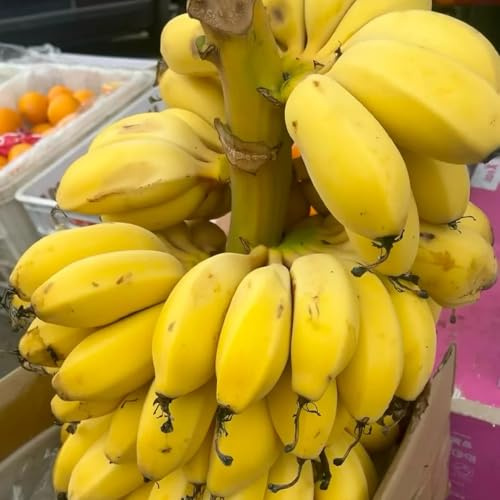 Bananenbaum - outdoor exotische bananenpflanze obstsamen obstbäume kaufen winterharte für garten obstgarten 25Samen