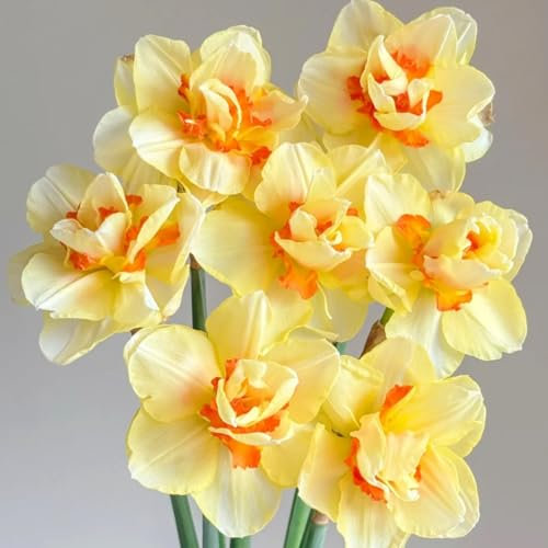 Narzissen zwiebeln winterhart mehrjährig-Narzissen knollen-Narzissenzwiebel mix-lange Blütezeit-schnelles Wachstum-6 zwiebeln-A