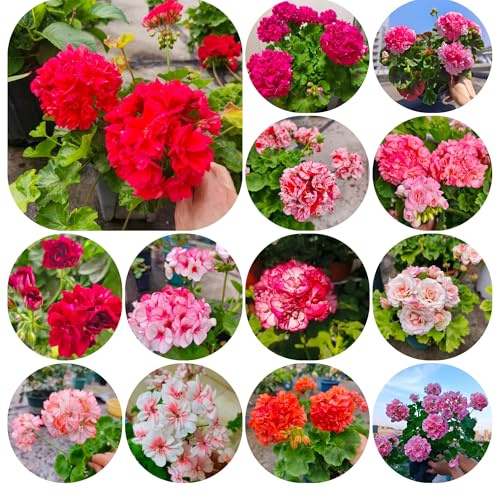 semillas de geranio - resistentes al invierno para el jardín decoración silvestres perennes 150pcs