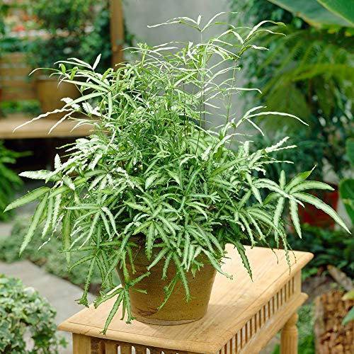 GardenersDream Pteris Albolineata - Pteris de Crête | Fougère d'intérieur | Plante de 25 à 35 cm en Pot