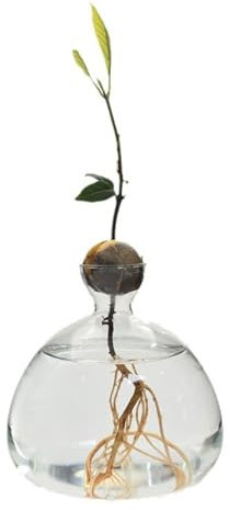 Rdxanc Vase de démarrage en verre transparent pour avocat - Vase hydroponique pour plantes - Récipient pour les amateurs de jardinage