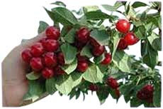 Dwarf Patio Fruit Tree - Cherry- Variety 'Morello'- Approx 75cm Tall -