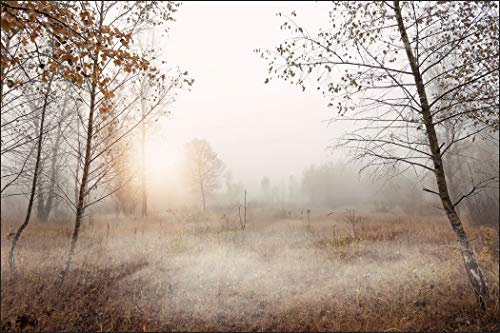 Muralo Fototapete Wald im Nebel 270 x 405 cm Vlies Tapete Wandtapeten Bäume Herbst Wiese Wohnzimmer Schlafzimmer Moderne Wandbilder XXL Landschaft Panorama Wand Dekoration