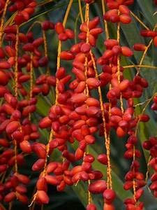 Genipap 10 semillas de fruta de palmera datilera