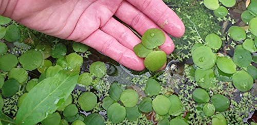PLANTA DE ACUARIO Y ESTANQUE LIMNOBIUM LAEVIGATUM 5 PLANTAS FLOTANTES