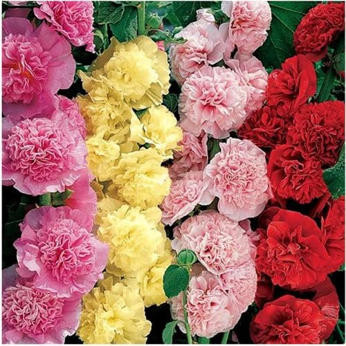 Hollyhock (Alcea rosea) Double Bloom Mix – Chater’s (110 Seeds)