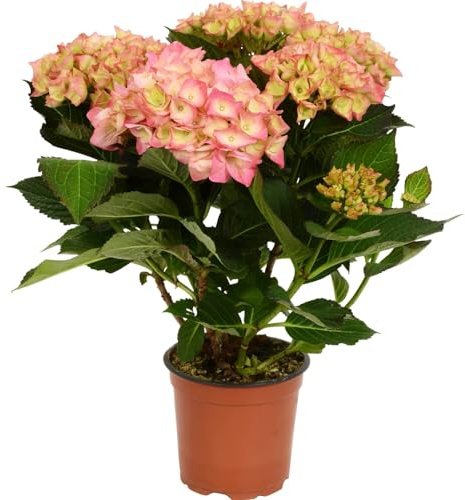 Hortensia Rosa Arbusto Natural con Flores Elegantes y Frondosas