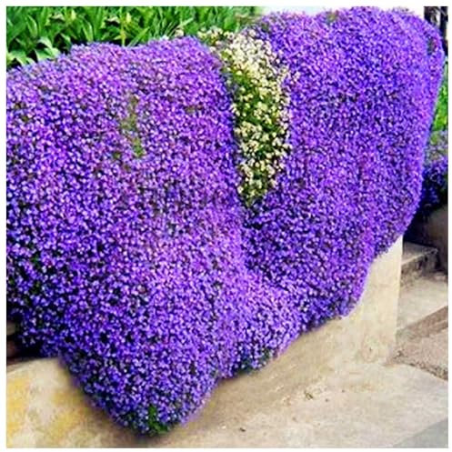 400 Graines de Thym Serpolet Rouge - Plante Vivace Couvre-Sol, Faciles à Planter, graines de thym rampantes, Fleurs Anciennes pour Jardin, Balcon et Parterre (Violet léger)