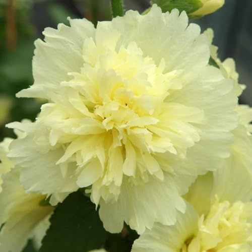 malvarosa insoliti, decorazioni autunnali semi di malvarosa semi di giardino da ombra aromatiche per aiuole rialzate ornamentali, decorazioni 550semi