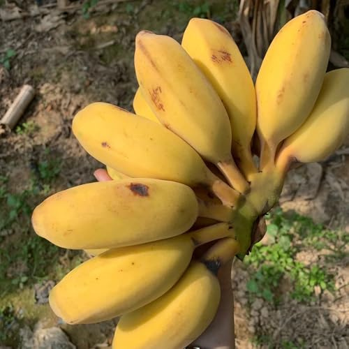 semi di banana - resistenti vaso giardino semi resistenti Aiuole rialzate giardino 40pcs