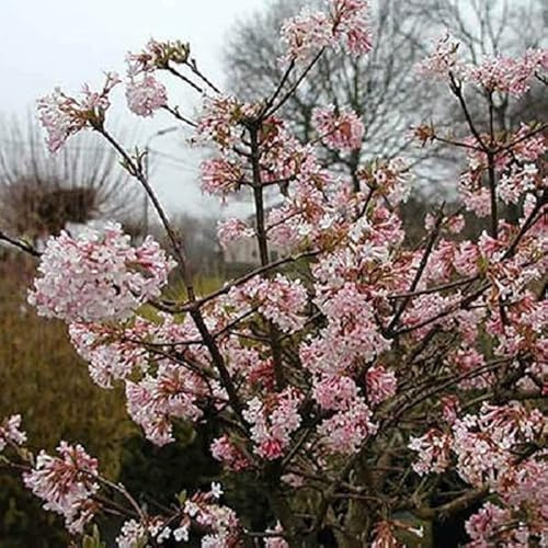 3 x Japansk Snöbollsbuske 'Charles Lamont' - Viburnum Bodnantense 50-60 cm Krukstorlek- La Viorne d'Hiver Éclatante
