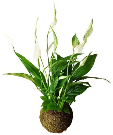 Kokedama Espatifilo - DECOALIVE - Elaboración Artesanal - Planta de la Suerte