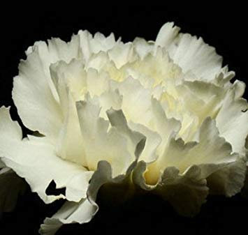 100 teile/beutel, nelkensamen, dianthus caryophyllus, topfpflanzen, pflanzjahreszeiten, blühende pflanzen