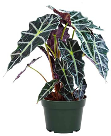 American Plant Exchange Alocasia Polly African Mask – 6-Inch with Pot – Live Easy Care Tropical Houseplant, Air Purifying Foliage for Home, Office, or Indoor Garden Decor