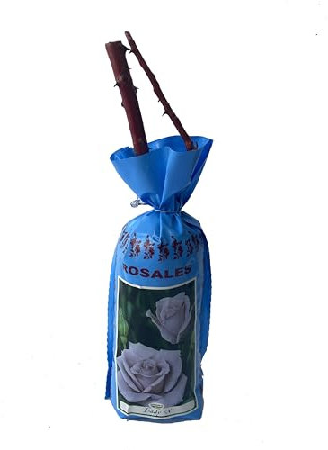 Rosal grandiflora Lady X en bolsa (cepellón) (color