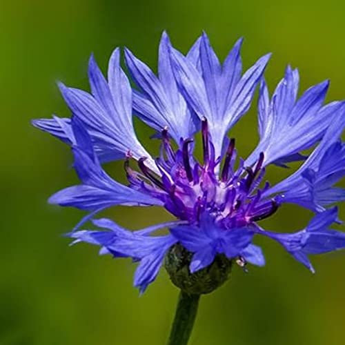 Haloppe 50 Stück Centaurea Cyanus Blumen Pflanzensamen zum Pflanzen im Hausgarten, Blumensamen Jährliche blaue Centaurea Cyanus Samen zum Pflanzen Kornblumensamen
