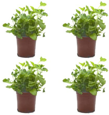 Pack de 4 Plantas de Melisa - Planta Natural Aromática Viva de Interior y Exterior Fácil de Cuidar - Huerto Urbano y Jardín - Altura: 20 cm - Maceta de 10 cm