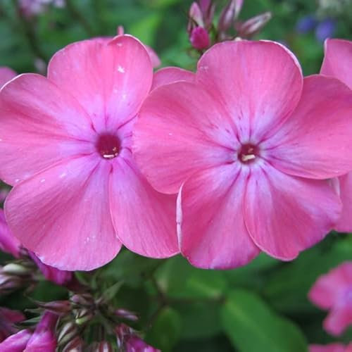 12 unidades o 1 m² Phlox Paniculata 'Rijnstroom' - Phlox Paniculata 'Rijnstroom' Maceta 9x9 cm