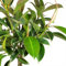 50 semi freschi e nuovi di Ficus elastica verde