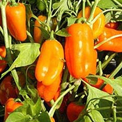 Lattuga Iceberg - lattuga Iceberg - Grandi Laghi 118 - Il Vincitore del Premio - 250 Semi