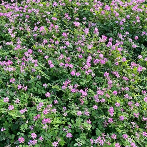 Semillas de astrágalo - Astragalus Sinicus - Decoración de jardín para exteriores semillas raras 500pcs