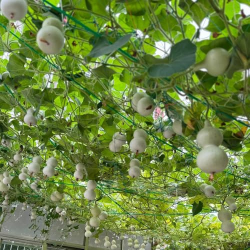 semillas de calabaza de botella - jardín perenne resistente interior 40pcs