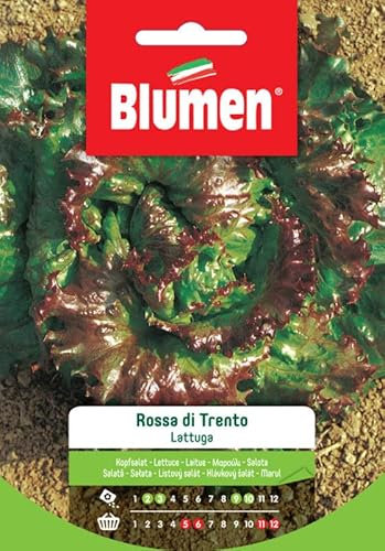 SEMI LATTUGA ROSSA DI TRENTO BLUMEN SEMENTI ORTO