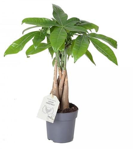 Money Tree | Pachira Aquatica - Live Potted Indoor Plant Braided Stem in 11 cm Pot Approx 35 cm Tall