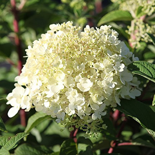 Thompson & Morgan Hardy Perennial Hydrangea Paniculata 'Bobo', Flowering Shrub, Attractive to Pollinators, Ideal for Cottage Gardens, Patios and Containers (1 x 3.6 Litre Pot)