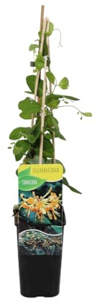 Bloomique - Lonicera tellmanniana - Madreselva - Naranja - Trepadora - Planta de jardín - Resistente al frío - 50-70 cm - Maceta 15 cm