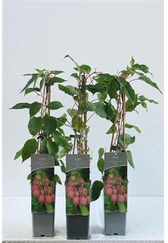 Mini-Kiwi Weiki (Actinidia arguta) – selbstbefruchtende Kiwi-Beere, winterharte Kletterpflanze, süß-aromatische Früchte, ideal für Garten & Balkon
