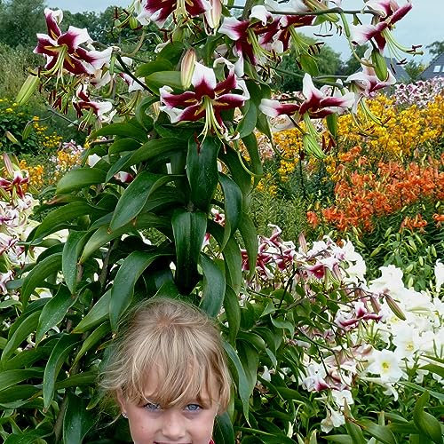 Lys Géants Beverly Dreams (3 pièces), Bulbes de Fleurs Hivernaux des Pays-Bas pour le Jardin (gros bulbes, pas de graines, non artificiels) (Beverly Dreams)