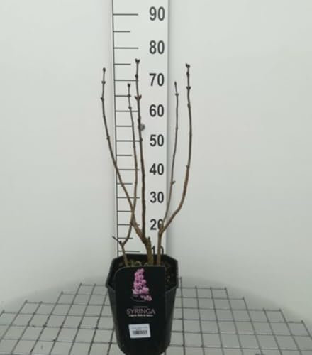 Syringa vulg. 'Belle de Nancy' - Lilas Commun 'Belle De Nancy' 50-60 cm en pot