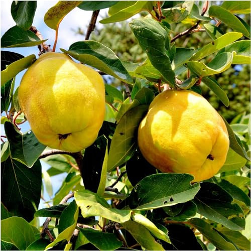 Quince Tree 'Champion' 4-5ft Tall, Bare Root, Ready to Fruit.Make Tasty Pies & Jelly 3fatpigs®