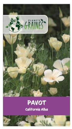1200 Graines Coquelicot de Californie creme blanc - alba - Eschscholzia