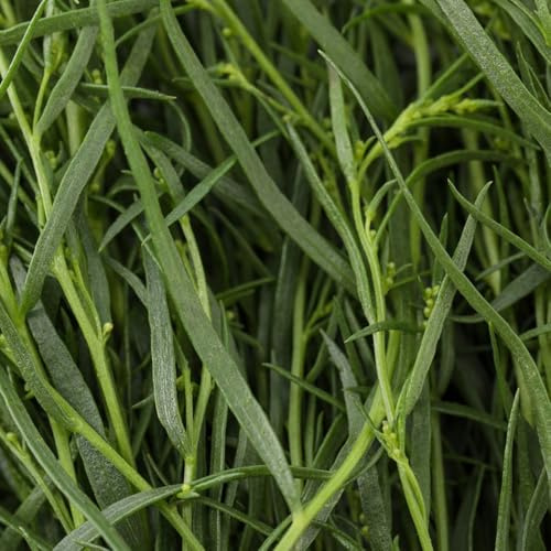 Semi di dragoncello, acquistarere di dragoncello resistenti giardino aromatiche esotiche verdi vecchie varietà 150pcs