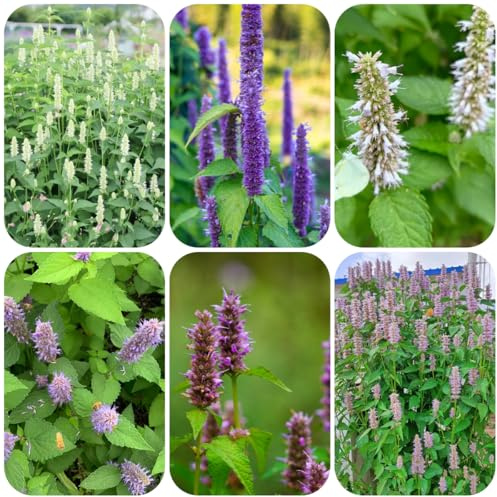 semillas de ortiga perfumadas, balcón Agastache foeniculum, silvestres verdes variedades antiguas regalos para jardineros perennes resistentes 350pcs