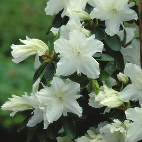 GardenersDream 1 x Azalée 'Geisha Blanc' - Plantes Vivaces AZALEE DU JAPON pour Jardin & Balcon - Arbustes à Fleurs Persistantes en Pot - Rhododendrons en Pot - Arbustes à Planter Extérieur