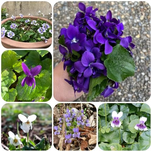Duftveilchen Samen - balkonpflanzen winterhart mehrjährig Viola odorata - bodendecker winterhart mehrjährig kräutersamen, wildkräuter samen gartenpflanzen winterhart mehrjährig 100pcs