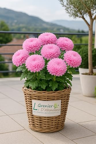 100 graines à semer - Le Grenier d'Abondance - Reine Marguerite Géante Tall Giant Princess - Callistephus Chinensis Tall Giant Princess