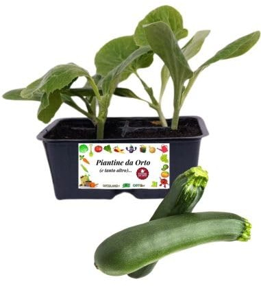 P. Piantine da Orto | Zucchino, Kit 4 Piantine, Pianta Pronta per il Trapianto, Pianta Vera da Orto, da Balcone e da Esterno, Vivaio Italiano