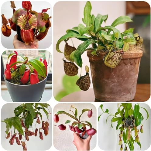 Semi di Nepenthes, Nepenthes mirabilis, resistenti carnivora carnivora, semi biologici, esotici Le perenni sono 50pcs