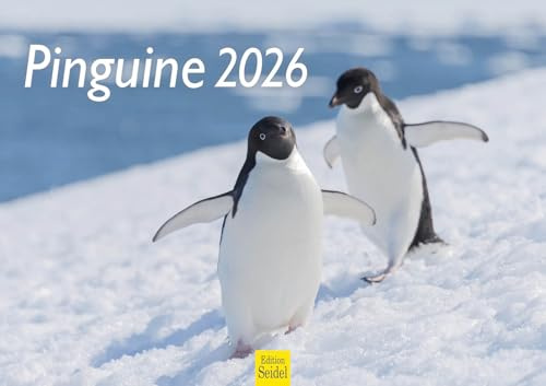 Edition Seidel Calendario premium de pingüinos 2026, formato DIN A3, calendario de pared, calendario animal, pingüino, pájaro marino, hielo, nieve, polo sur