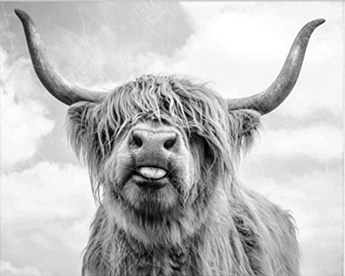Peinture Par Numéros Pour Les Enfants Adultes Débutants -Highland Cattle Animal Portrait De Vache 40X50 Cm Toile De Lin Acrylique Stress Moins Nombre Peinture Jouet Cadeaux Décoration De La Maison