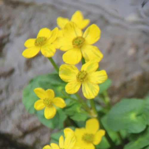 semillas de caléndula de pantano, interior, otoño resistentes, silvestres balcón jardín 125pcs