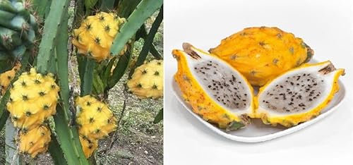 Yellow Dragon Fruit Seeds | Pitaya | 15+ Seeds