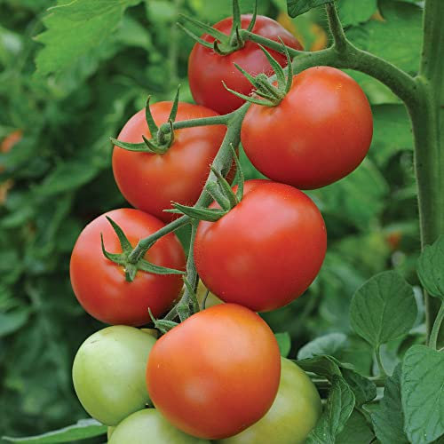 Viridis Hortus - Tomato Moneymaker 50 x Vegetable Seeds (Reliable Heavy Cropper)