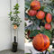 SAVINI VIVAI Zitronenpflanze, Zitrusbaum Arcobal Lemon in Phytozelle, Höhe 100-120 cm, 1 Jahr veredelt, hergestellt in Italien