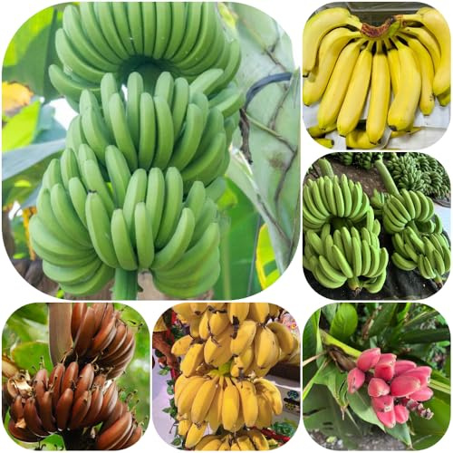 semillas de plátano jardineros Árbol de plátano balcón resistentes invernaderos balcón jardín rocas, resistentes 100pcs