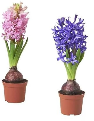 Duo de Hyacinthus Orientalis Pack de 2 Plantas Naturales Bulbos de Jacinto